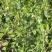 食荚荷兰豆种子绿美珍宝豆种籽高产耐冷脆甜农家四季蔬菜孑