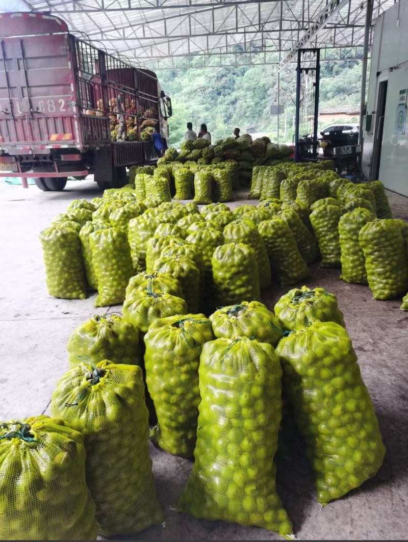 云南楚雄大姚薄皮核桃
