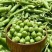 奇珍76甜脆豆种子白花甜豆种子抗病高产软荚甜脆豆甜豌