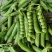 奇珍76甜脆豆种子白花甜豆种子抗病高产软荚甜脆豆甜豌