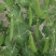 奇珍76甜脆豆种子白花甜豆种子抗病高产软荚甜脆豆甜豌