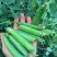 奇珍76甜脆豆种子白花甜豆种子抗病高产软荚甜脆豆甜豌