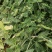奇珍76甜脆豆种子白花甜豆种子抗病高产软荚甜脆豆甜豌