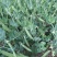 奇珍76甜脆豆种子白花甜豆种子抗病高产软荚甜脆豆甜豌