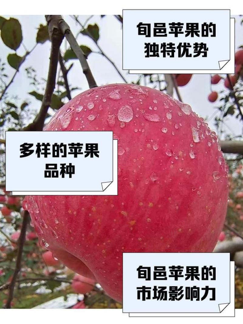 红色革命圣地，旬邑县的苹果品种丰富，欢迎品尝