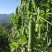 长寿豆一号豌豆种子白花绿荚味甜抗白粉病大荚豌豆基地专用种