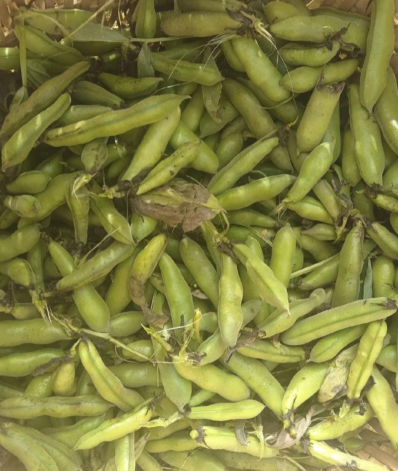 日本大白皮蚕豆种子高产抗病耐寒春秋冬季播胡豆籽蚕豆蔬