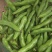 日本大白皮蚕豆种子高产抗病耐寒春秋冬季播胡豆籽蚕豆蔬