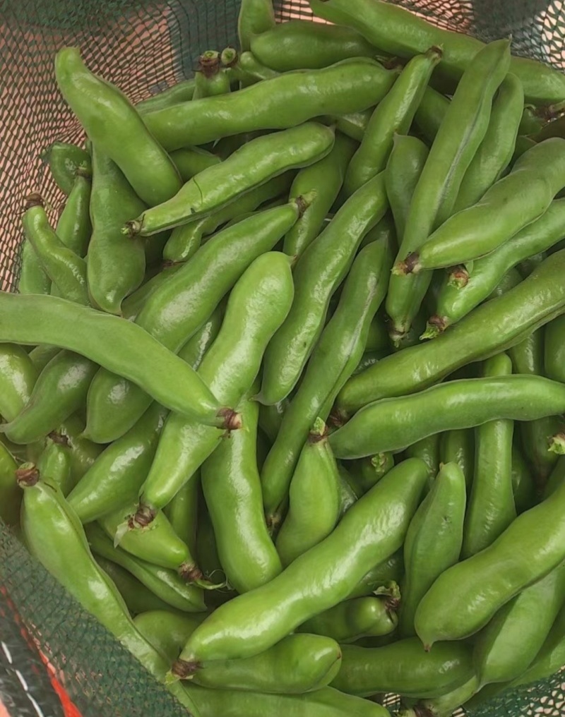 日本大白皮蚕豆种子高产抗病耐寒春秋冬季播胡豆籽蚕豆蔬