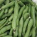 日本大白皮蚕豆种子高产抗病耐寒春秋冬季播胡豆籽蚕豆蔬