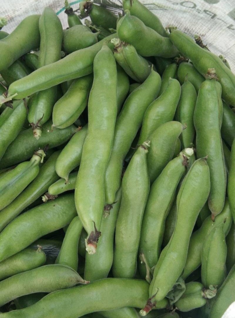 日本大白皮蚕豆种子高产抗病耐寒春秋冬季播胡豆籽蚕豆蔬