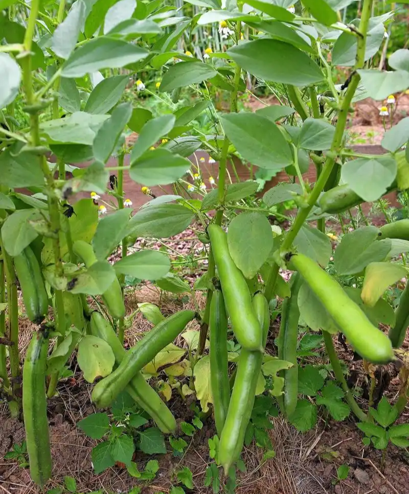 日本大白皮蚕豆种子高产抗病耐寒春秋冬季播胡豆籽蚕豆蔬