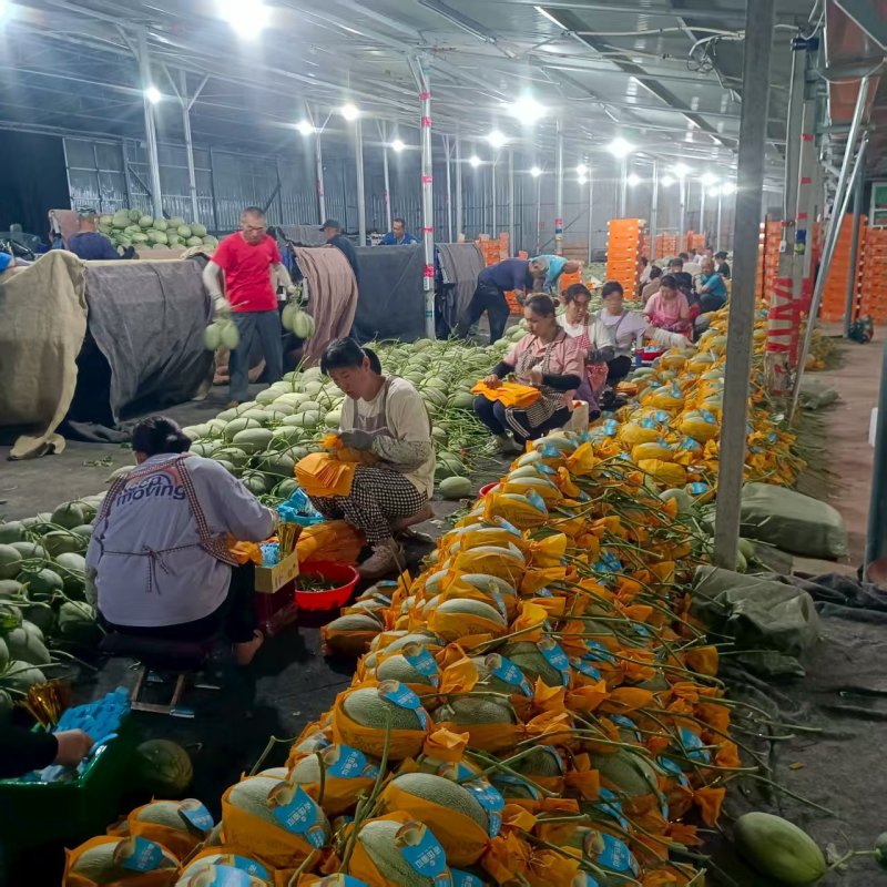 小蜜25号哈蜜瓜晓蜜25号产地量大看棚定货整车发货糖度高