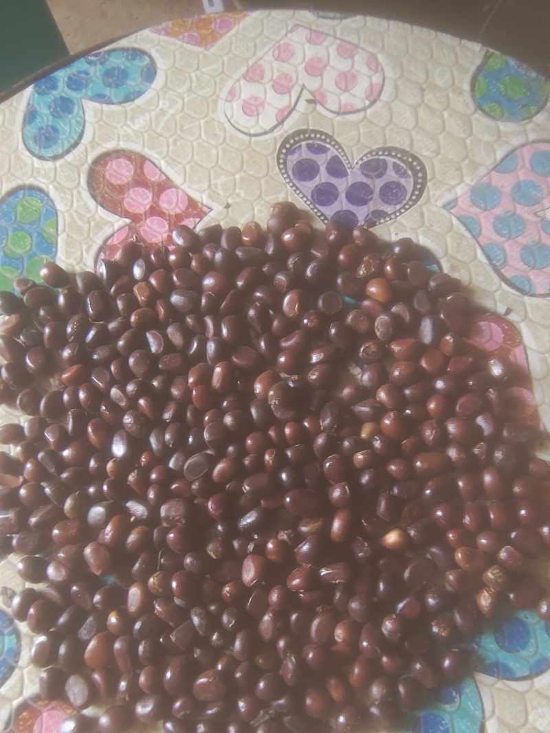杂花赤芍种子