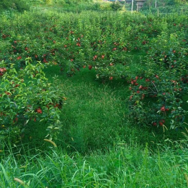 怀化芷江高山黄金蜜梨，口感纯甜爆汁，肉质细腻化渣，欢迎采购。