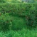 怀化芷江高山黄金蜜梨，口感纯甜爆汁，肉质细腻化渣，欢迎采购。