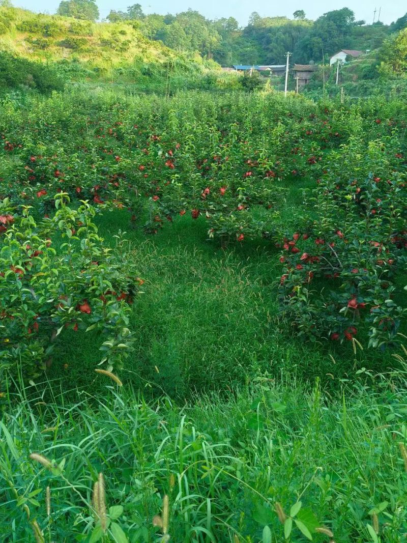 怀化芷江高山黄金蜜梨，口感纯甜爆汁，肉质细腻化渣，欢迎采购。