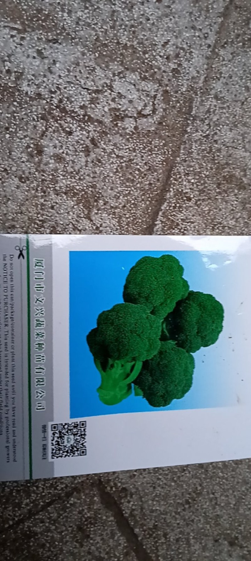 西兰花菜苗成活率高耐运输诚信经营欢迎咨询
