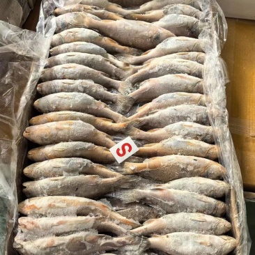 黄姑鱼，鱼的外观品质好，整洁，货源充足，价格便宜，欢迎咨