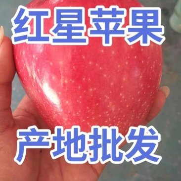 山东【红星苹果】批发当天采摘电商市场商超发货