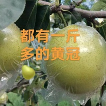 阳信县皇冠梨，自家果园，绿色种植