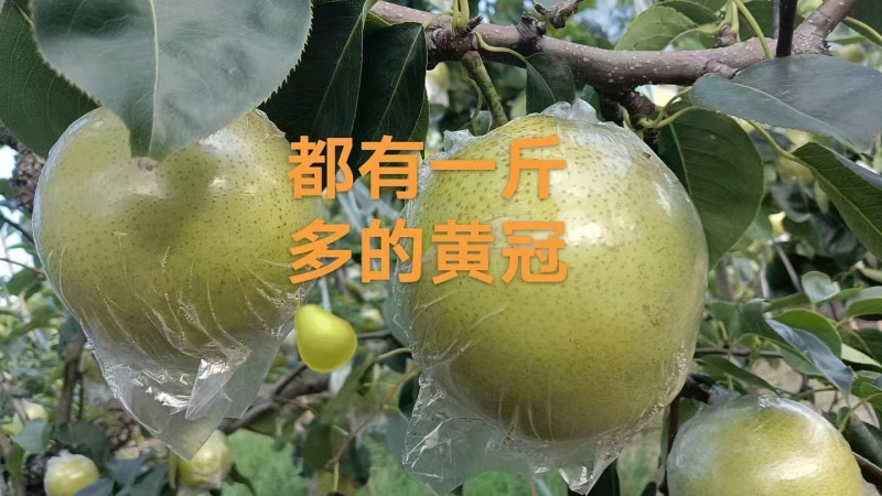 阳信县皇冠梨，自家果园，绿色种植