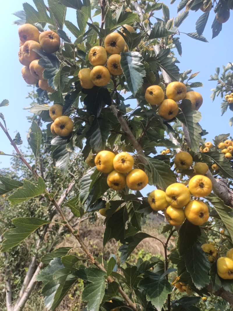 【推荐】黄金豆山楂视频看货质量保证全国发货