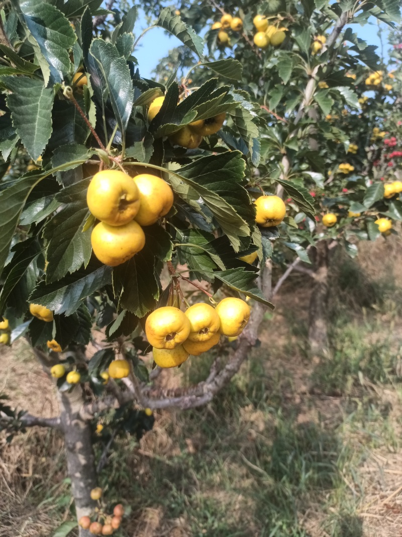 【推荐】黄金豆山楂视频看货质量保证全国发货