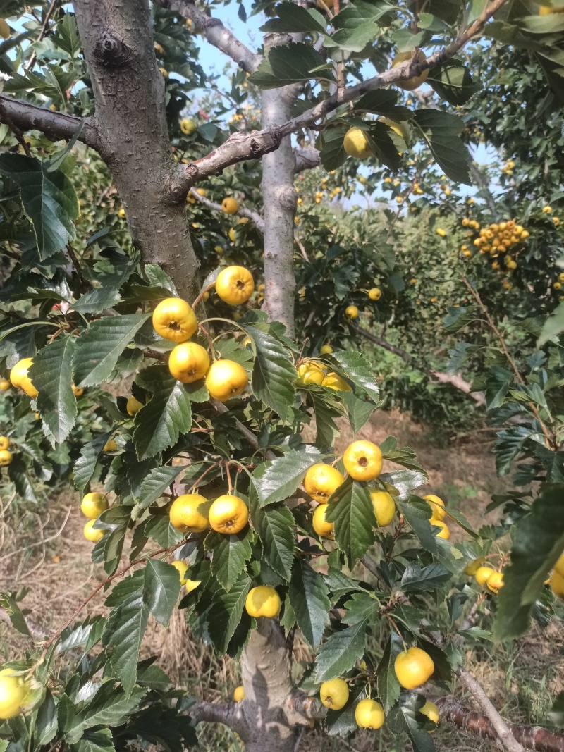 【推荐】黄金豆山楂视频看货质量保证全国发货