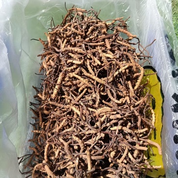 冬虫夏草