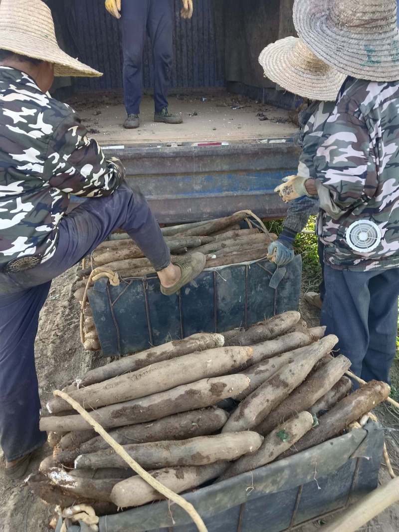 广西精品淮山药产地直发一手货源质量保证全国发货