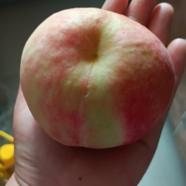 大量毛桃供货