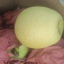 黄冠梨