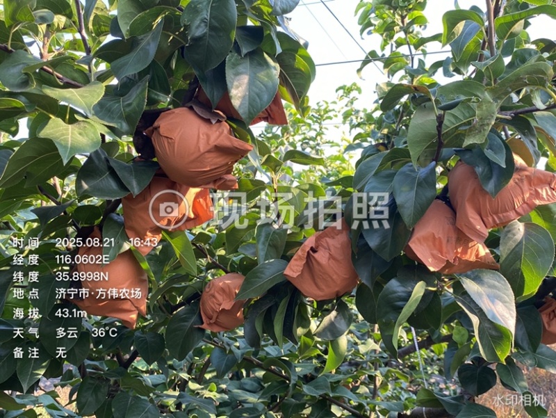 秋月梨