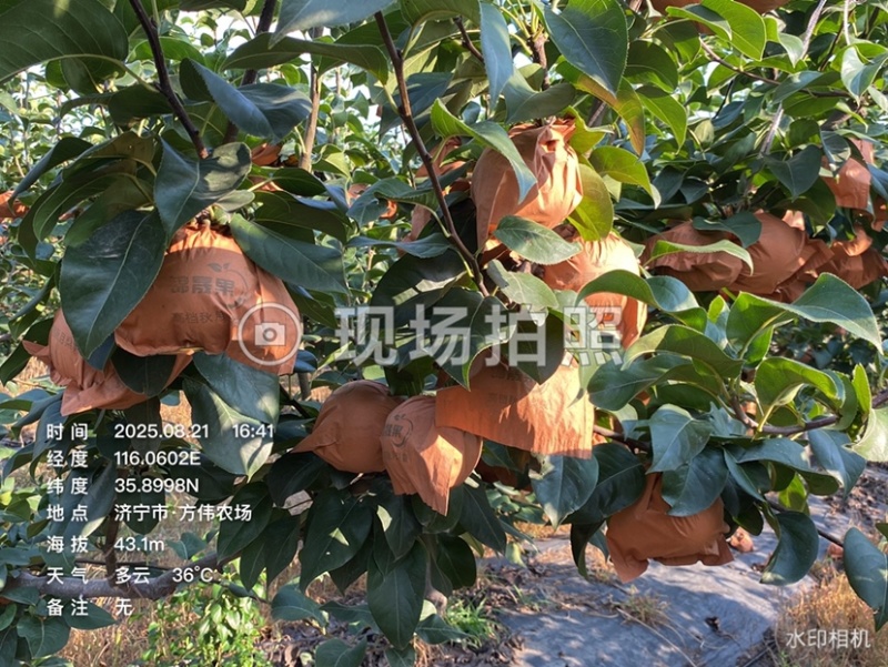 秋月梨