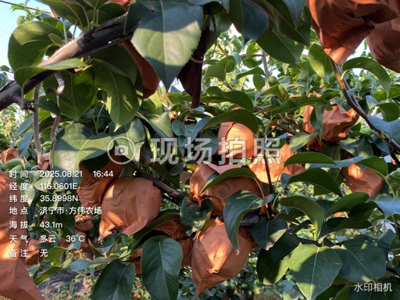 秋月梨