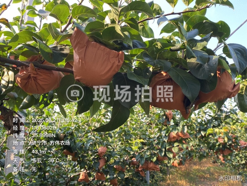 秋月梨