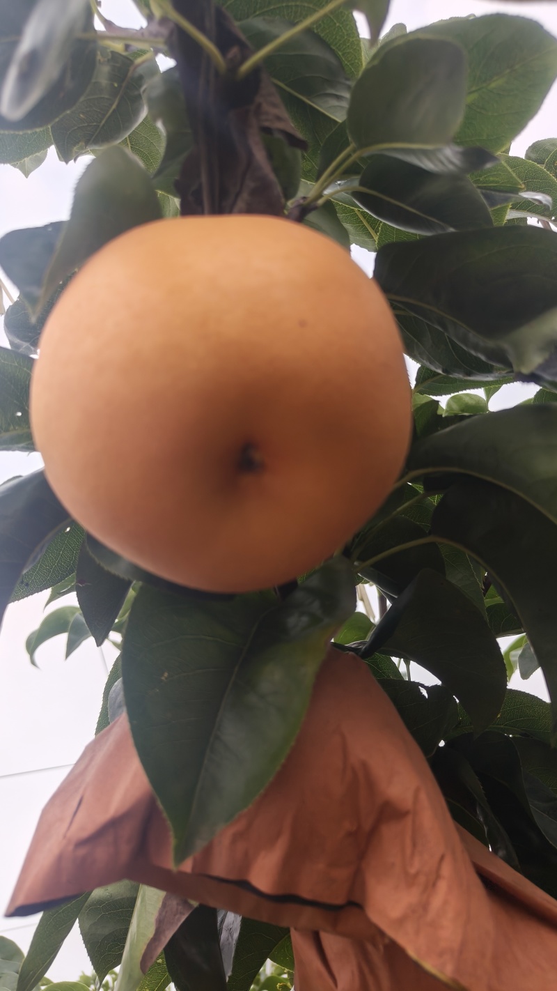 秋月梨大量上市，测糖和不测糖价格不！！！需要的客商联系我