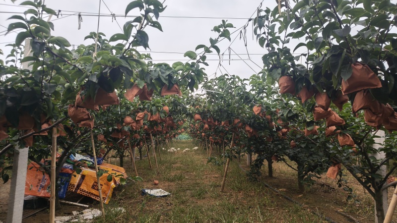 秋月梨大量上市，测糖和不测糖价格不！！！需要的客商联系我