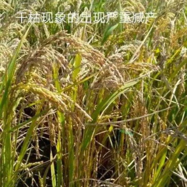 陕南瘪谷，秕壳谷，陈化稻，仓底挂壁粮
