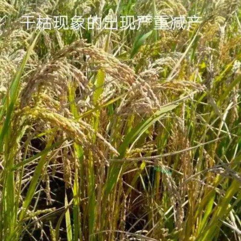 陕南瘪谷，秕壳谷，陈化稻，仓底挂壁粮