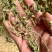 新货萹蓄草正品猪牙草当季野生整颗晒干发货