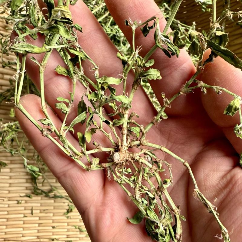 新货萹蓄草正品猪牙草当季野生整颗晒干发货