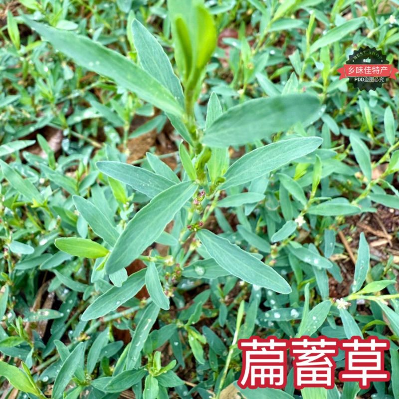 新货萹蓄草正品猪牙草当季野生整颗晒干发货