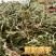 新货萹蓄草正品猪牙草当季野生整颗晒干发货