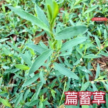 新货萹蓄草正品猪牙草当季野生整颗晒干发货
