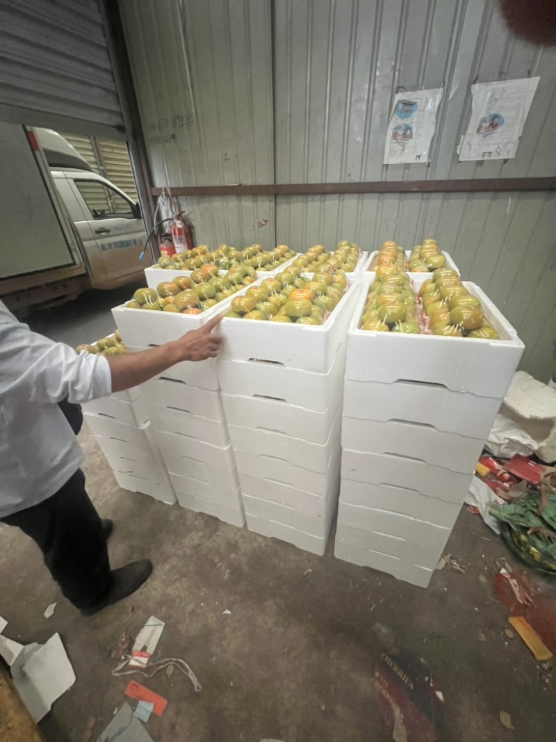 云南脆柿电商社区团购大量供应新疆西藏都可以发