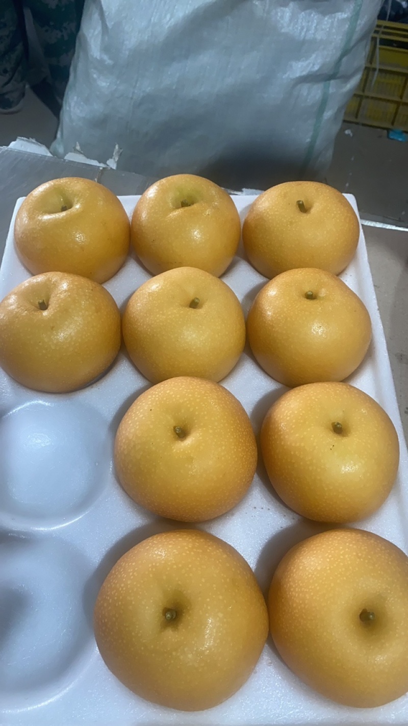 莱阳产区秋月梨新果大果