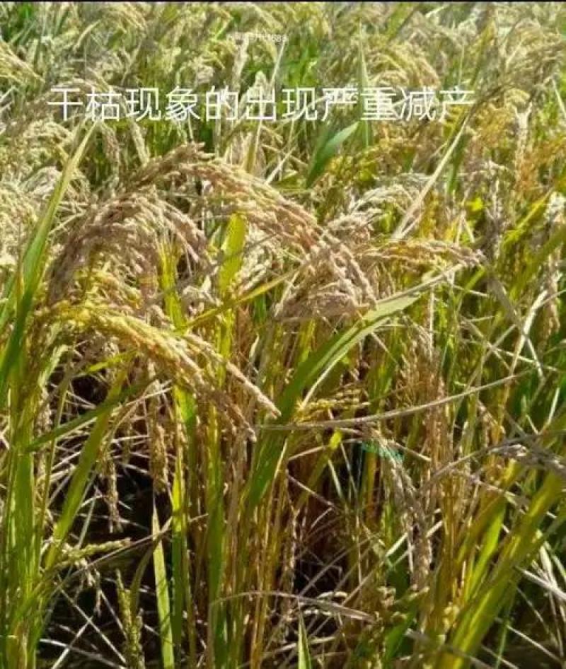 陕南瘪谷，秕壳谷，陈化稻，仓底挂壁粮