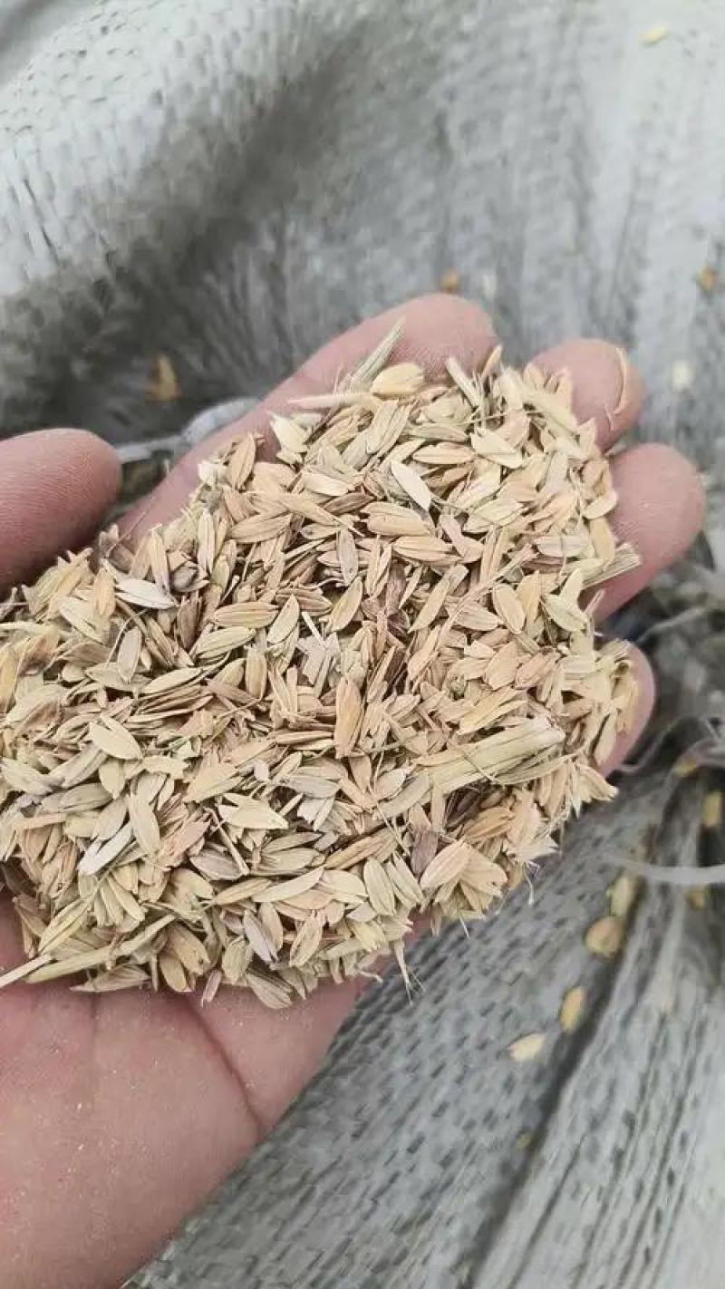 陕南瘪谷，秕壳谷，陈化稻，仓底挂壁粮